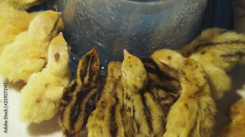 Newborn quail of different breeds drink water from a special drinker in a warm brooder close up