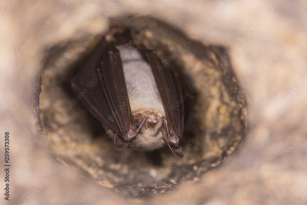 Obraz premium Close up strange animal Greater mouse-eared bat Myotis myotis hanging upside down in the hole of the cave and hibernating. Wildlife photography.