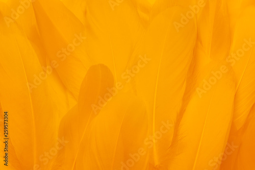 Close-up of beautiful yellow feathers. Color the background