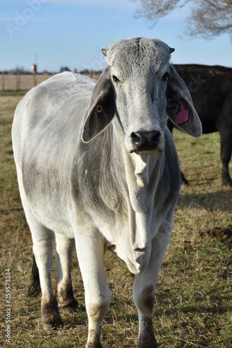 close up of a gray Brahma cow