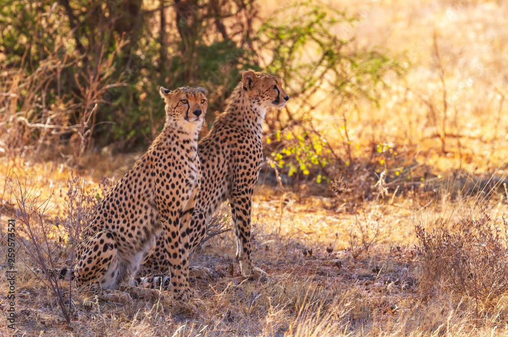 Two cheetah (acinonyx jubatus), African spotted big cats, resting in shade. Wildlife seen on Kenyan safari vacation in Samburu National Reserve, Kenya, Africa. Hunters with solid black spots rosettes Two cheetah (acinonyx jubatus), African spotted big cats, resting in shade. Wildlife seen on Kenyan safari vacation in Samburu National Reserve, Kenya, Africa. Hunters with solid black spots rosettes