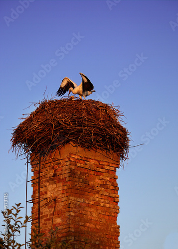 A Stork Bird with a couple of storks on The Old Brick Chimney. Summer sunset photo