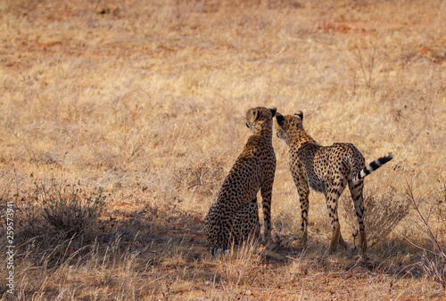 Two cheetah (acinonyx jubatus) seen from rear, dry savanna searching for prey,  in shade of tree. Samburu National Reserve, Kenya, Africa. Fastest land animals in natural environment