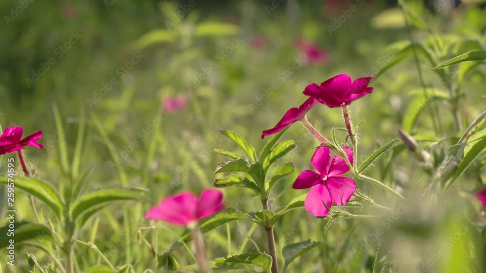 Phlox drummondii (Wild Phlox) in Texas field, gently blowing in the wind on warm sunny day Phlox drummondii (Wild Phlox) in Texas field, gently blowing in the wind on warm sunny day