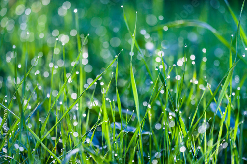 Grass, Dew, Green Color, Close-up, Drop