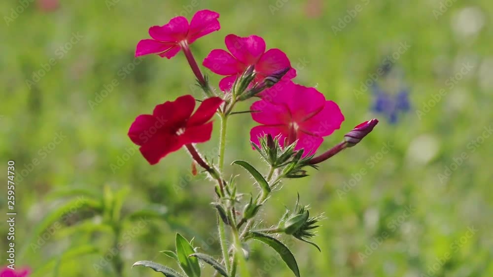 Phlox drummondii, Drummond's Phlox flowering in Texas Meadow scene 4k Phlox drummondii, Drummond's Phlox flowering in Texas Meadow scene 4k