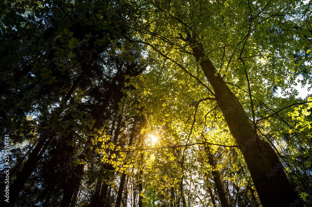 Fototapeta premium Forest