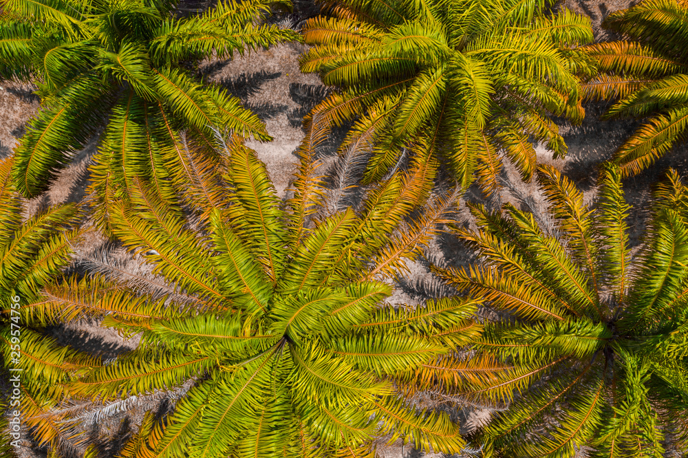 Yellowish green leaves of palm oil trees close up top view background 