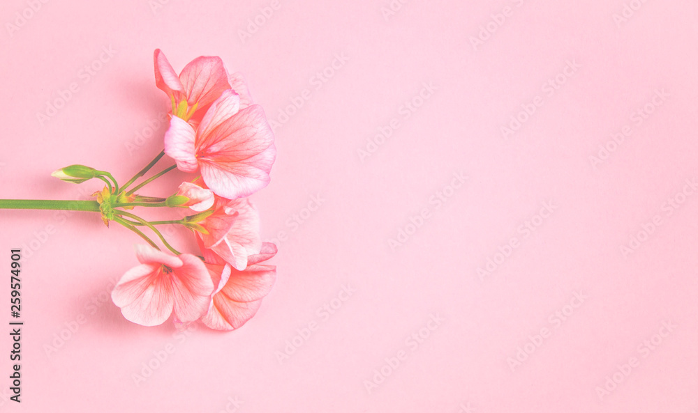 The flower of a geranium of coral color lies against the background of a delicate coral color