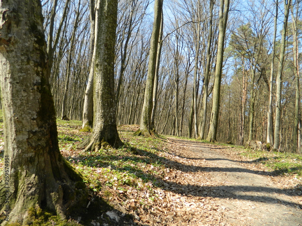 The path leading into the thicket of the forest. The path leading into the thicket of the forest.