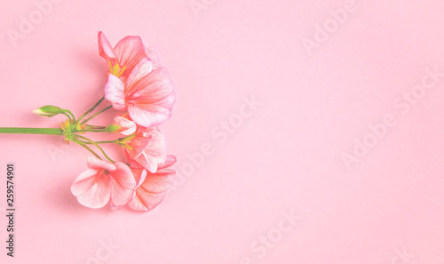 The flower of a geranium of coral color lies against the background of a delicate coral color © Nataliia