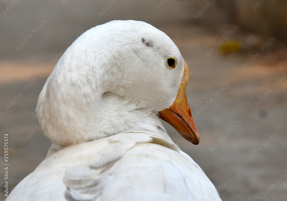 Gaggle of Geese