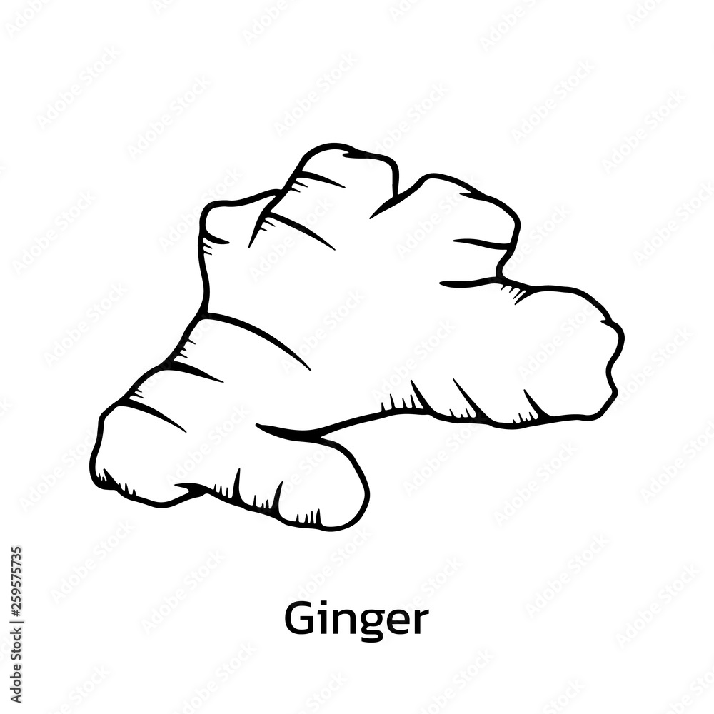 Ginger vector illustration. ginger line drawing Stock Vector Adobe Stock