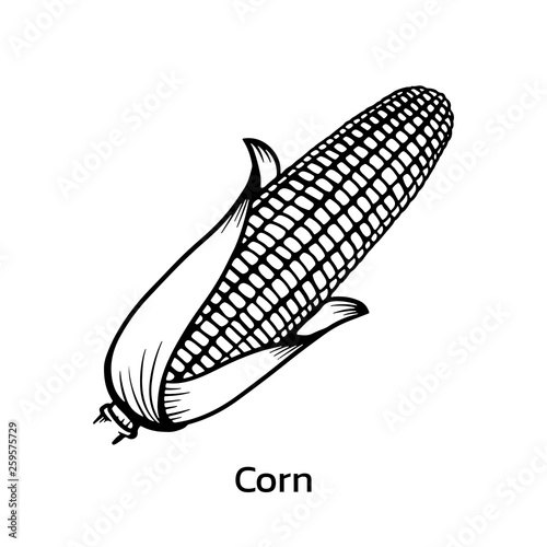 Corn vector illustration. corn line drawing © Gun2becontinued