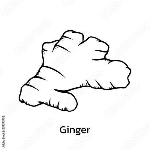 Ginger vector illustration. ginger line drawing