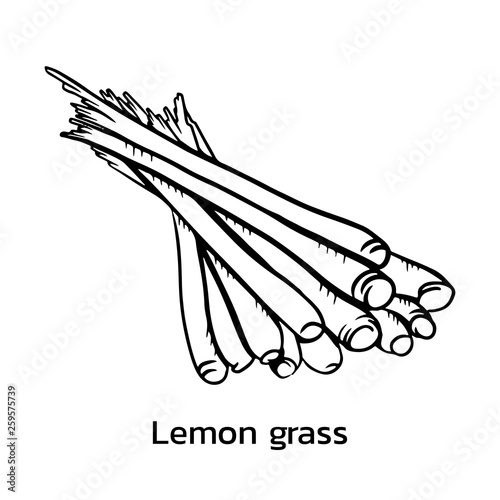 lemongrass vector illustration. lemongrass line drawing