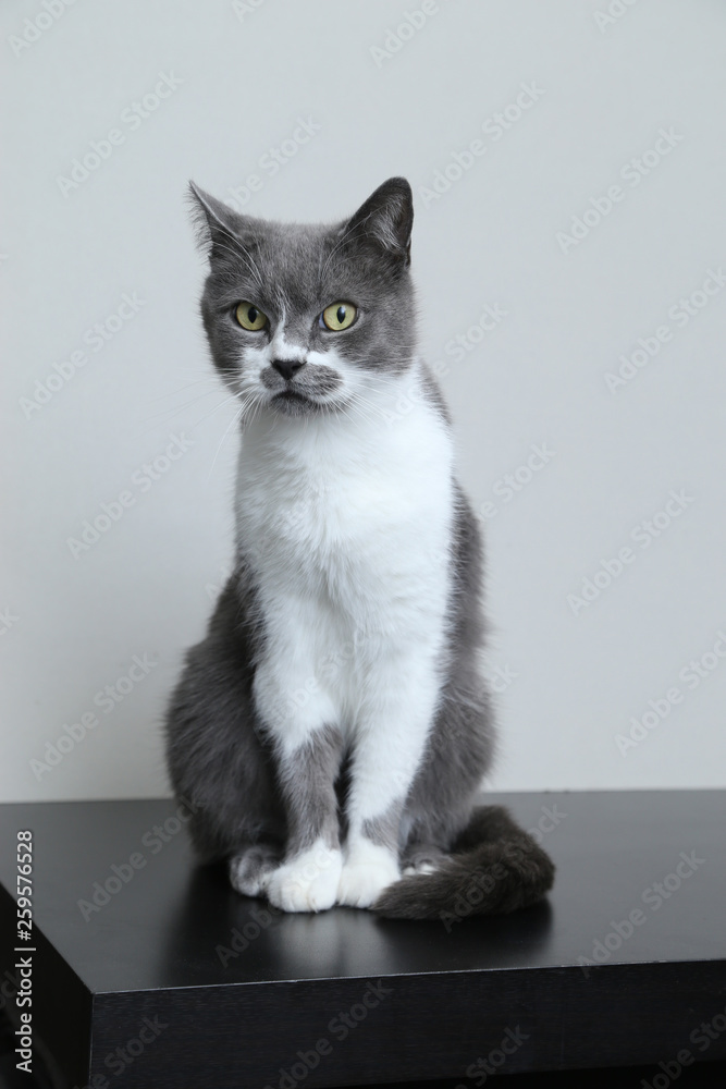 Fototapeta premium Gray cat looks into the camera. Portrait of a cute pet.