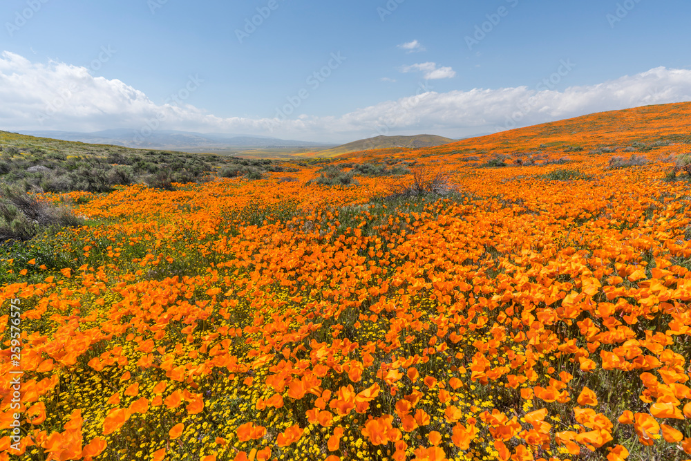 California poppy super bloom wildflower hillside near Lancaster in northern Los Angeles County.