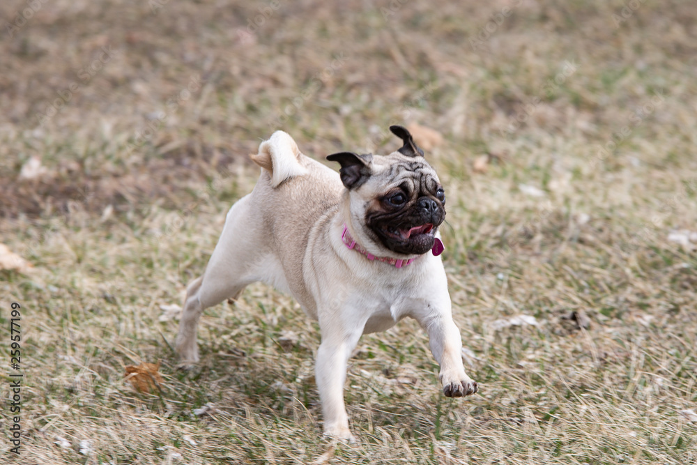 Cute pug dog with tongue out running in a park