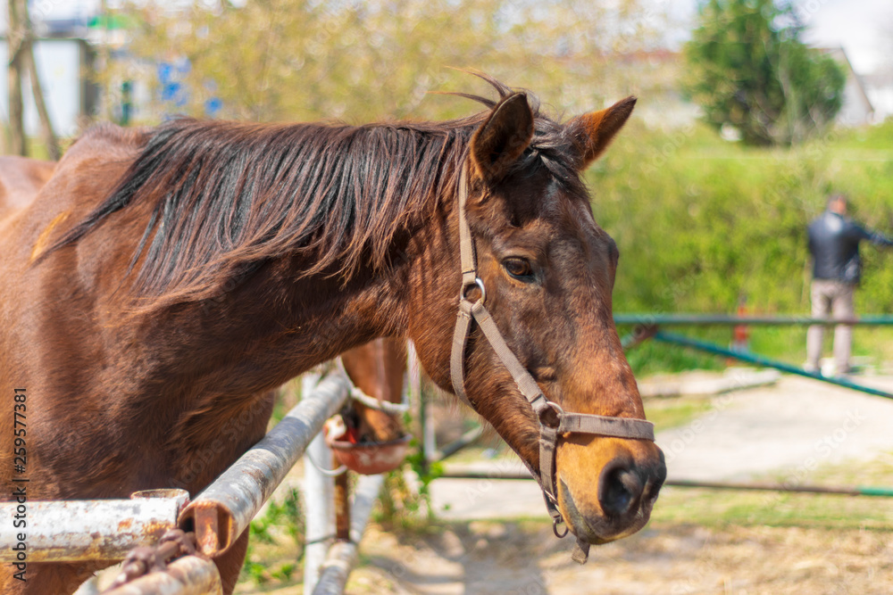 Fototapeta premium Beautiful arabian breed horse on a background of trees closeup