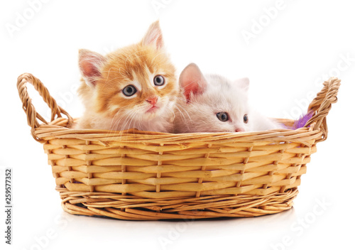Two red kittens in a basket.