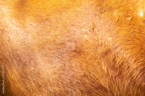 Brown horse canvas fur background