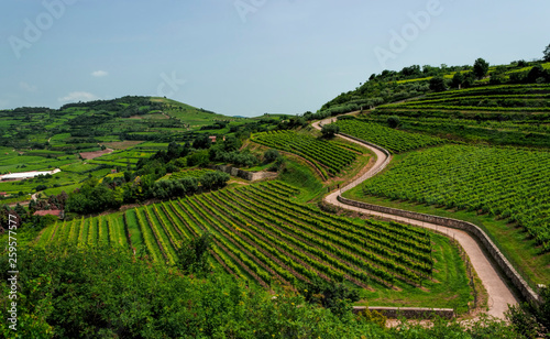 Soave. Vineyards on the hill.