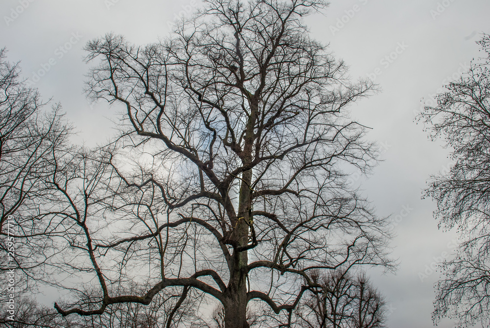 Looked up at the pattern of the big tree. Looked up at the pattern of the big tree.