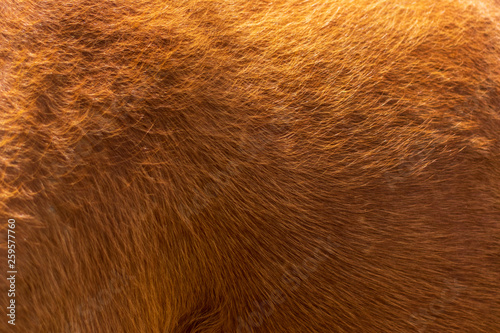 Wallpaper Mural Brown horse canvas fur background Torontodigital.ca