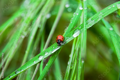 Ladybug on grass with drops