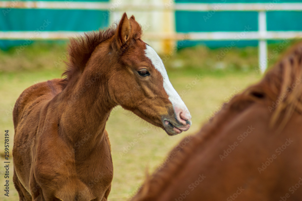 Beautiful arabian breed horse on a background of trees closeup Beautiful arabian breed horse on a background of trees closeup