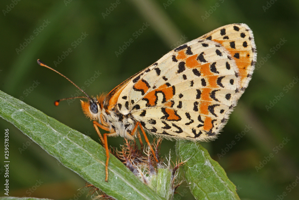 Obraz premium Melitaea didyma (ESPER, 1778) Roter Scheckenfalter DE, RLP, Vawig (Mosel) 28.06.2013