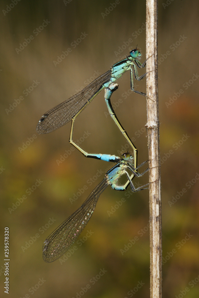 Ischnura elegans Große Pechlibelle , Paarung DE, NRW, Satzvey 28.05.2013 Ischnura elegans Große Pechlibelle , Paarung DE, NRW, Satzvey 28.05.2013
