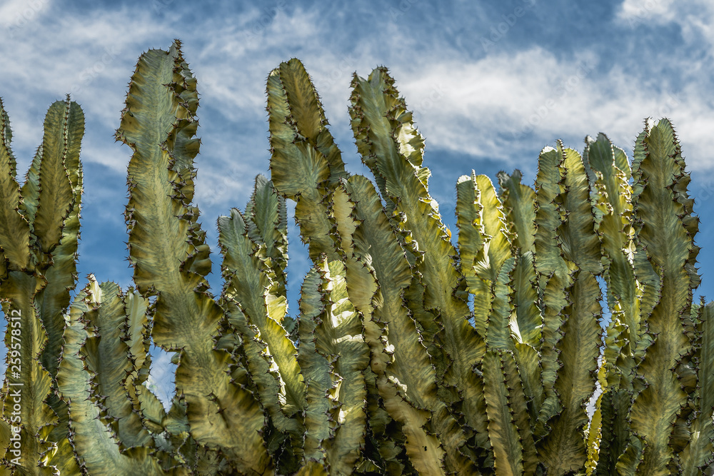 Giant Cactus, Blue Sky Background. Rare Peruvian Apple Cactus. Columned knobby accent succulent Giant Cactus, Blue Sky Background. Rare Peruvian Apple Cactus. Columned knobby accent succulent
