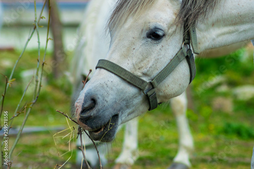 Closeup Side view of white horse eating grass and hay in meadow and green field in summertime alone