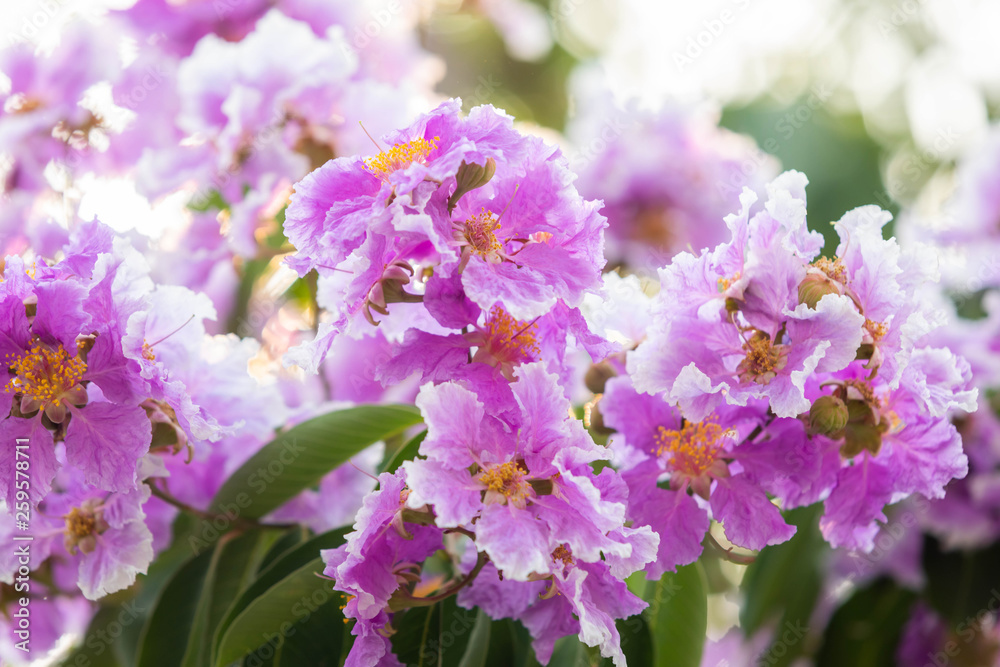beautiful flower blooming in summer season, Lagerstroemia beautiful flower blooming in summer season, Lagerstroemia
