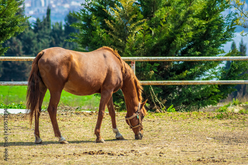 Closeup Side view of Beautiful brown horse eating grass and hay in meadow and green field in summertime alone