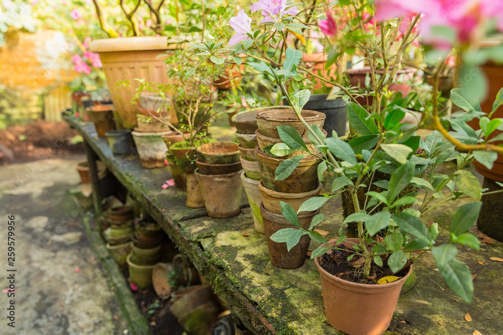 Many empty ceramic pots and flowers on concrete background in greenhouse.
