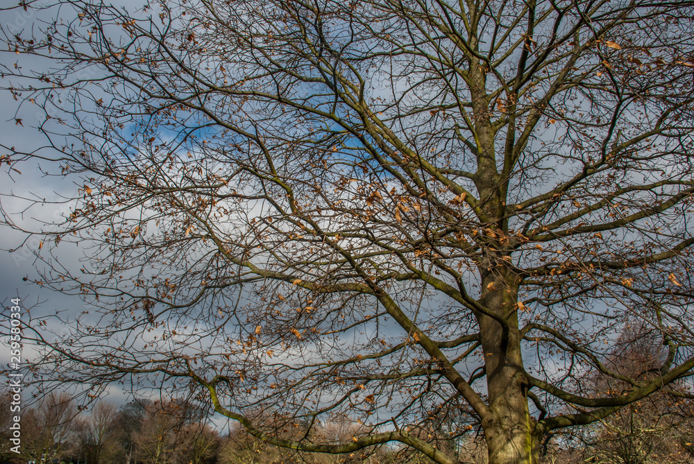 Looked up at the pattern of the big tree.