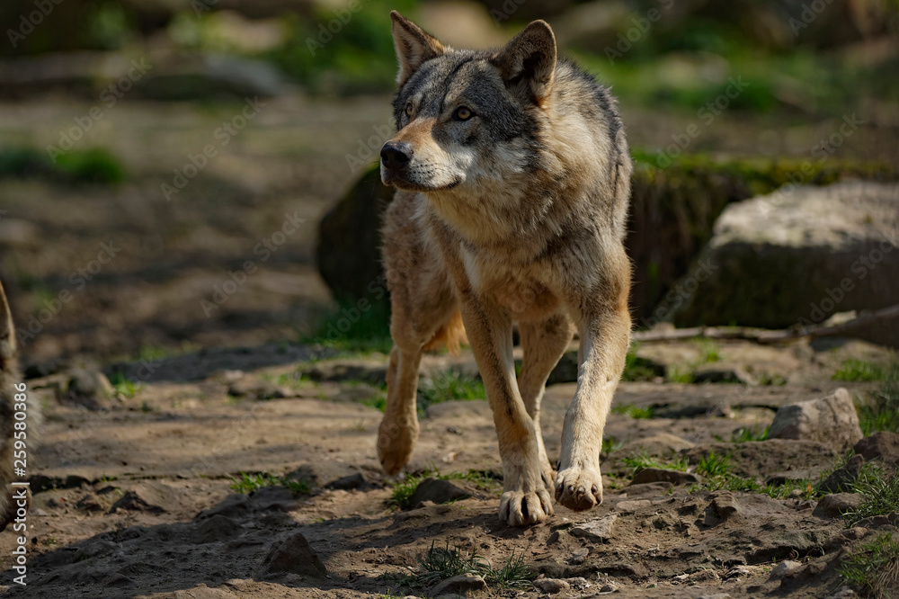 Loup gris d'Europe Loup gris d'Europe