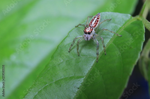 macro foto of a cute jumping spider Salticidae with large black eyes and a brown with white body © pangamedia