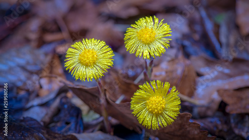 Принти на полотні Three yellow coltsfoot flowers on a drizzly morning in early spring