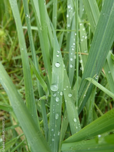 Regentropfen auf Gras  Regentropfen  Regen