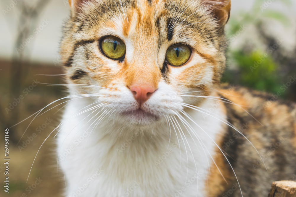 Funky stray cat close up