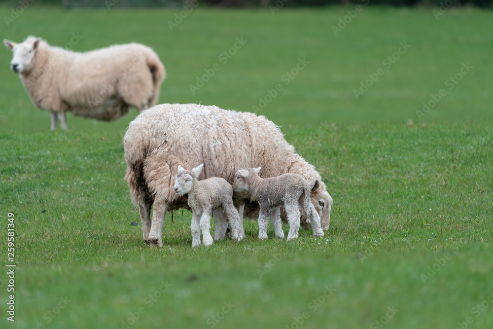Ewe with lambs. Ewe with lambs.
