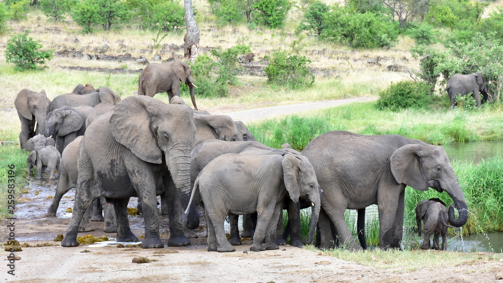 big herd of elephant drinking water from small bridge,Mopani area of Kruger national park in South Africa