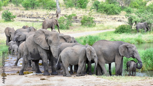 big herd of elephant drinking water from small bridge,Mopani area of Kruger national park in South Africa