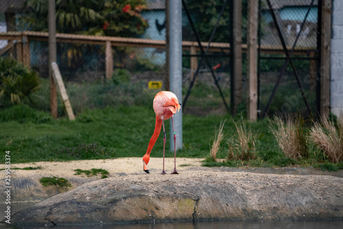 Fototapeta Naklejka Na Ścianę i Meble -  flamingo in zoo
