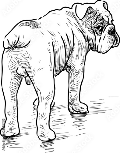 Sketch of a looking bulldog