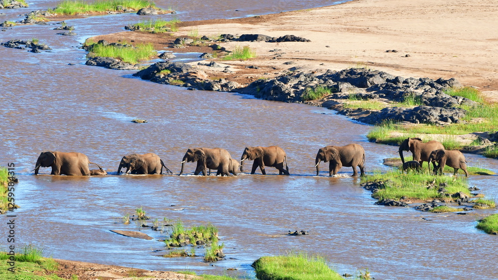 elephants crossing Olifant river,evening shot,Kruger national park - obrazy, fototapety, plakaty 